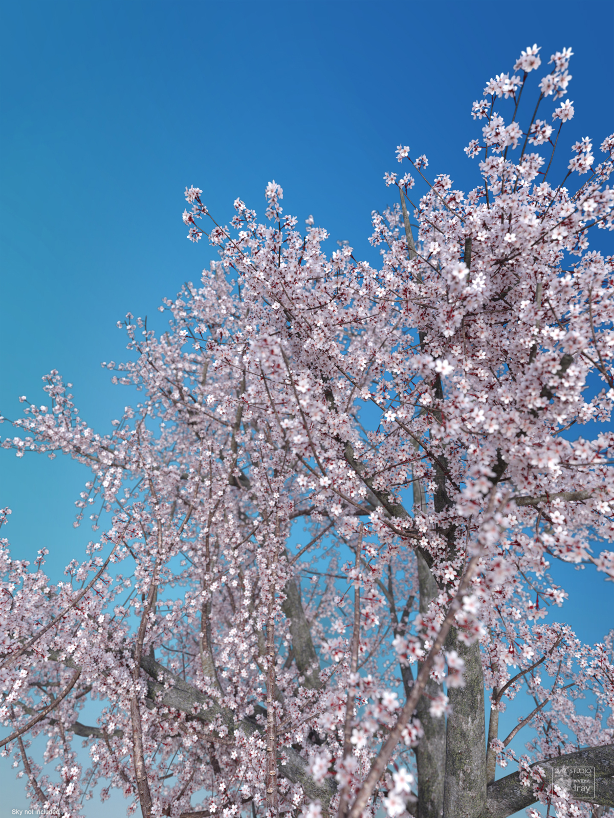 Sakura 03 by N/A