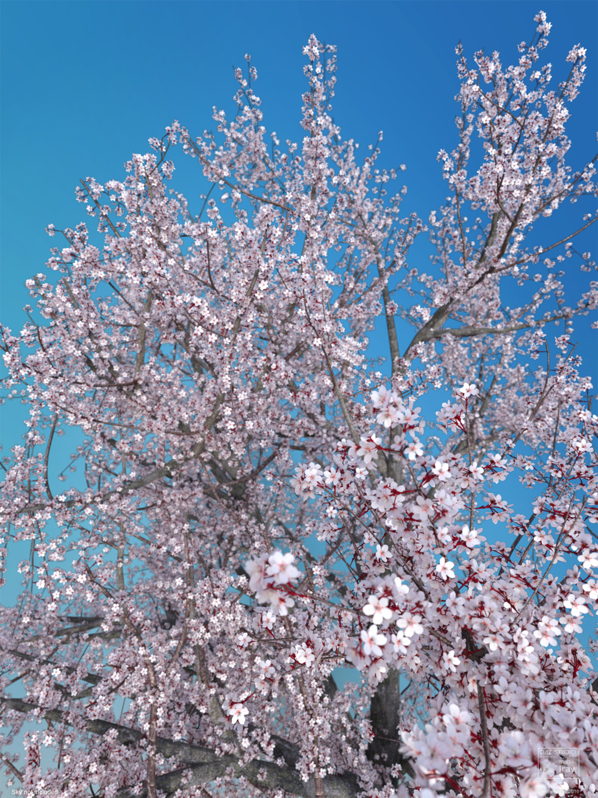 Sakura 03 by N/A