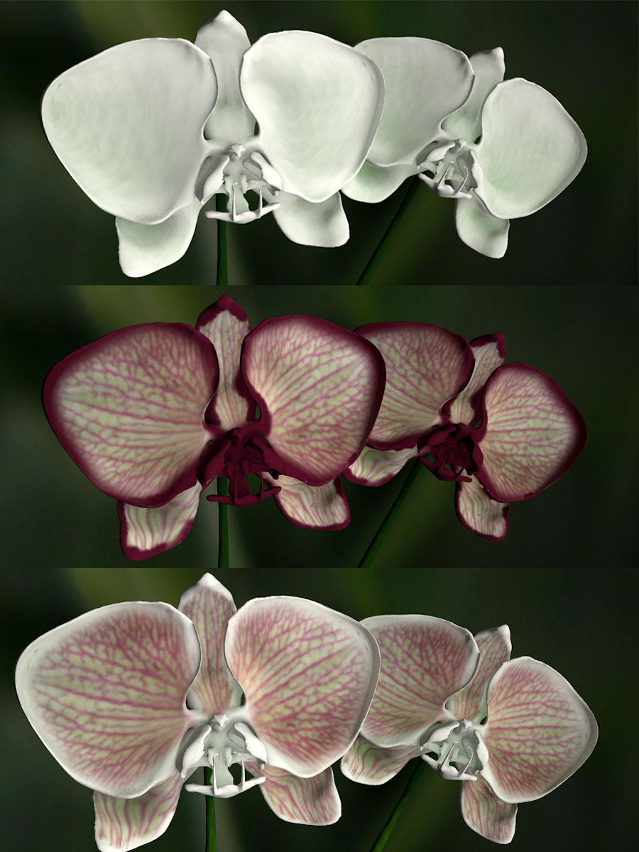 Orchid Phalaenopsis by N/A