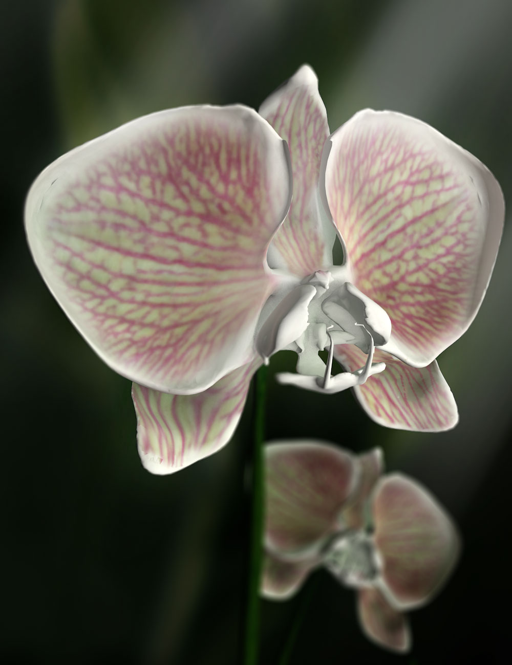 Orchid Phalaenopsis by N/A