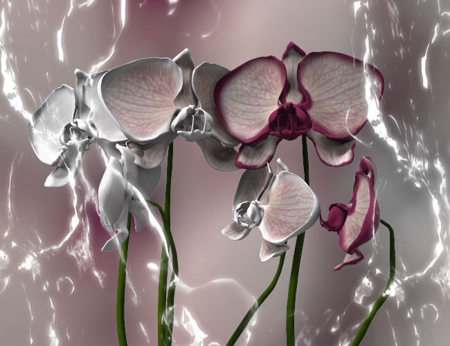 Orchid Phalaenopsis by N/A