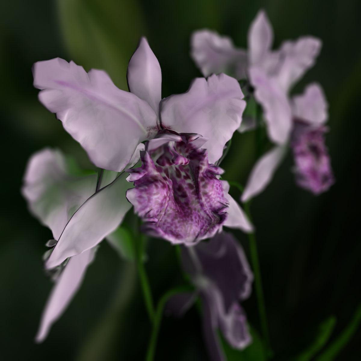 Orchid Cattleya by N/A