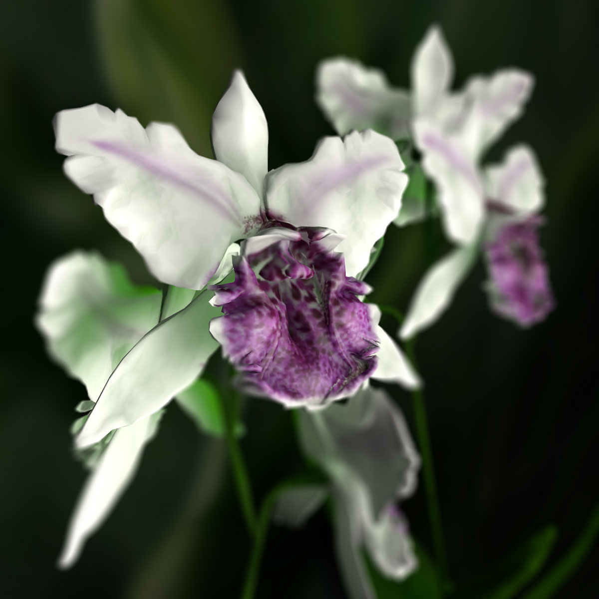 Orchid Cattleya by N/A