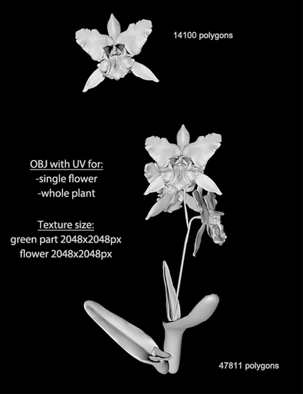 Orchid Cattleya by N/A