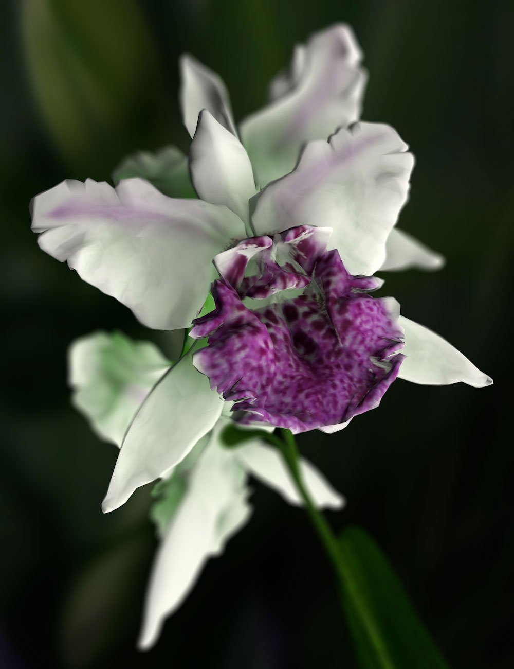 Orchid Cattleya by N/A