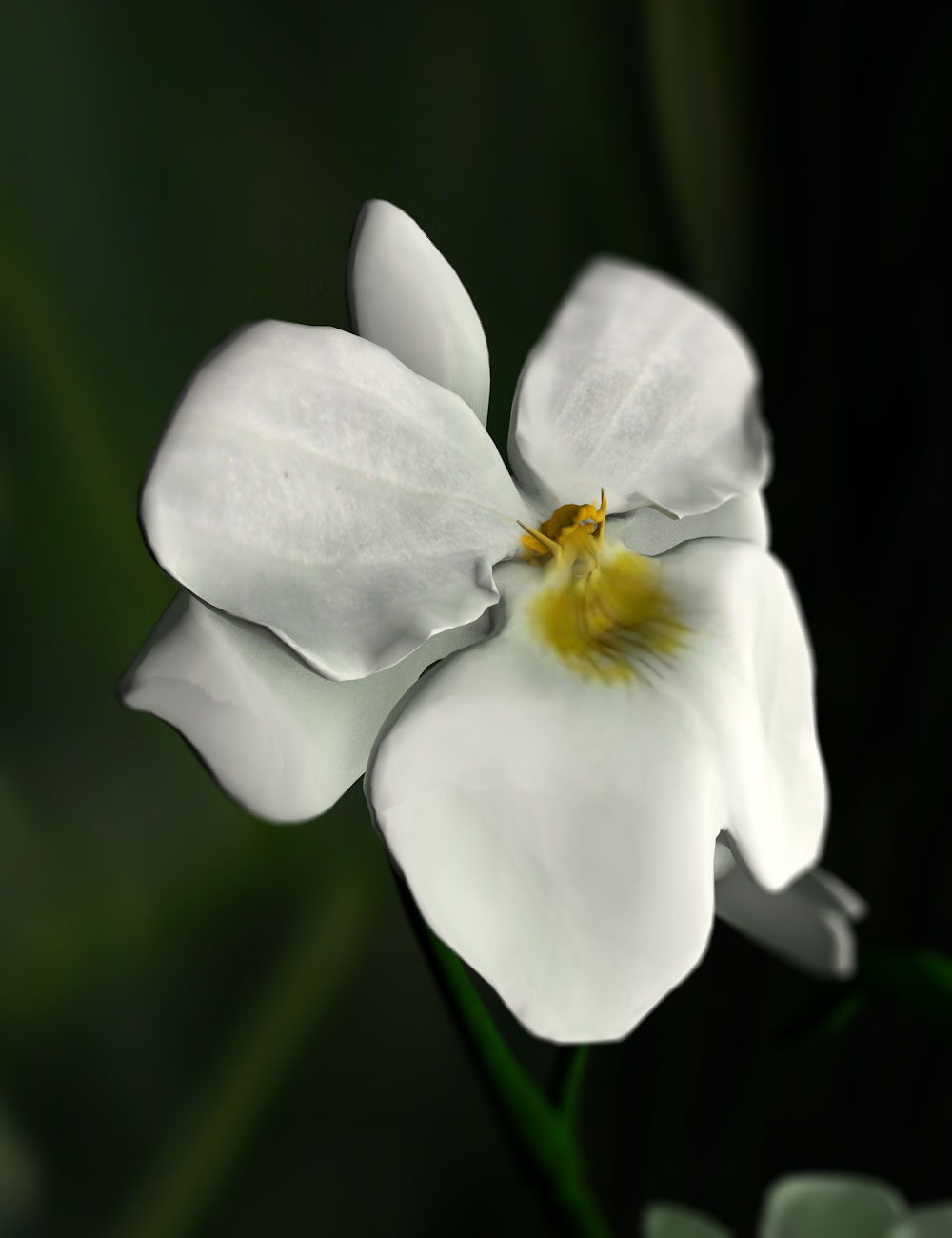 Orchid Miltonia by N/A