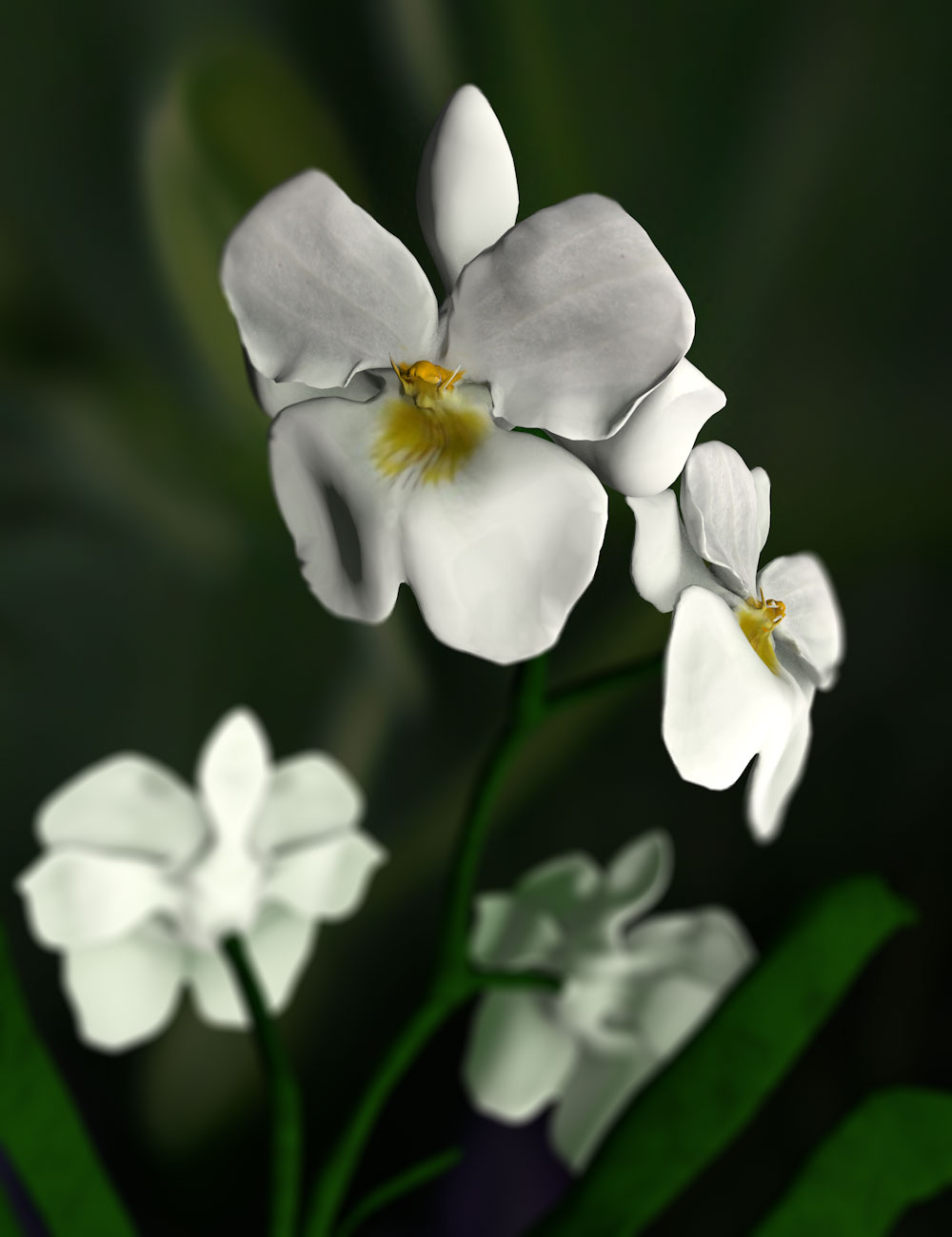 Orchid Miltonia by N/A