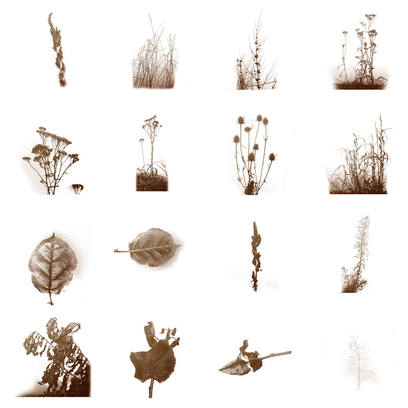 45 Autumn Plants PS Brushes by N/A