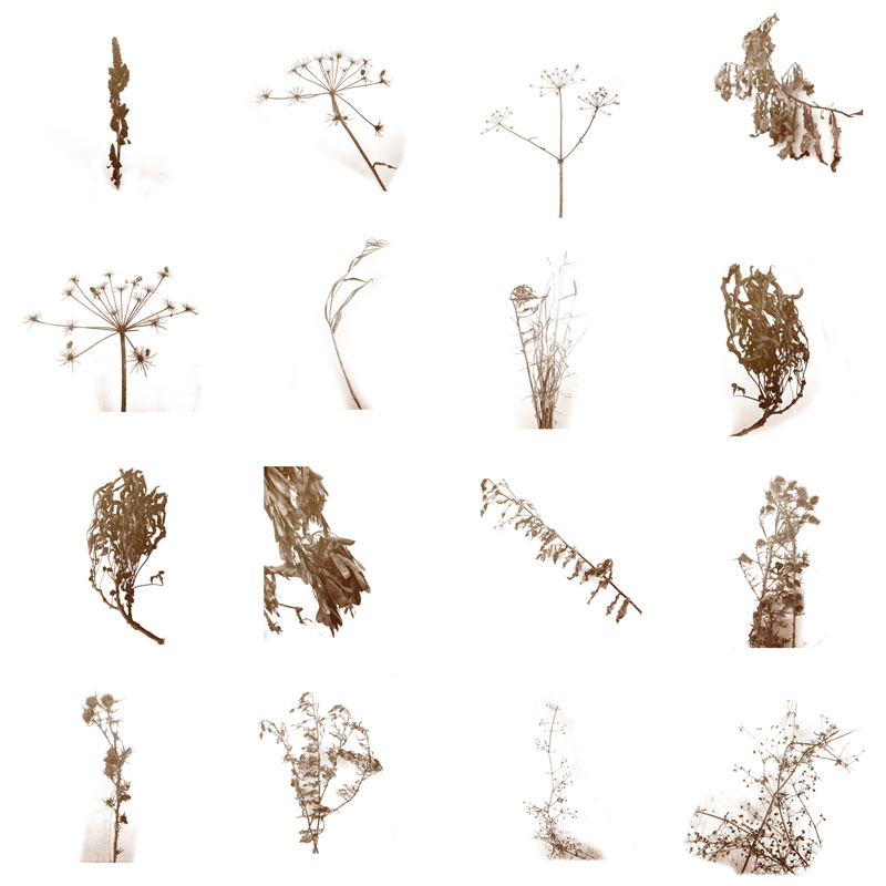 45 Autumn Plants PS Brushes by N/A