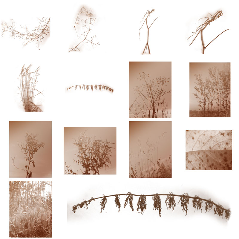 45 Autumn Plants PS Brushes by N/A