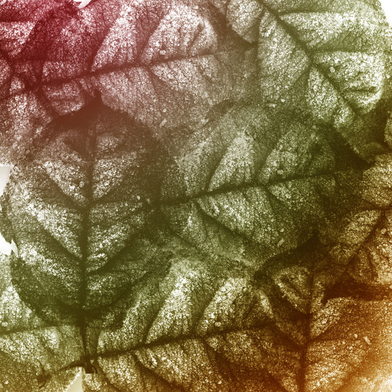 45 Autumn Plants PS Brushes by N/A