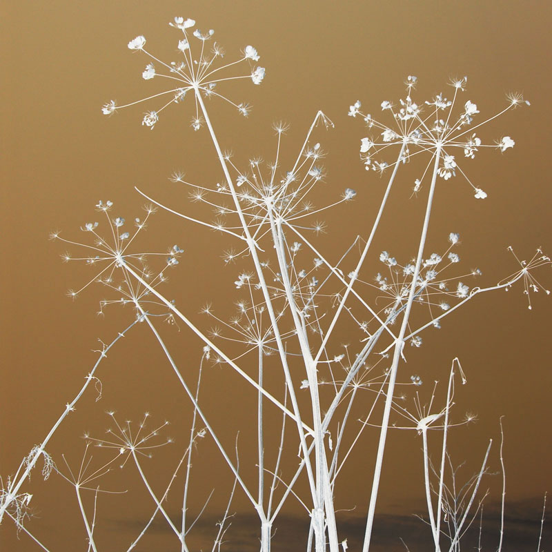 45 Autumn Plants PS Brushes by N/A