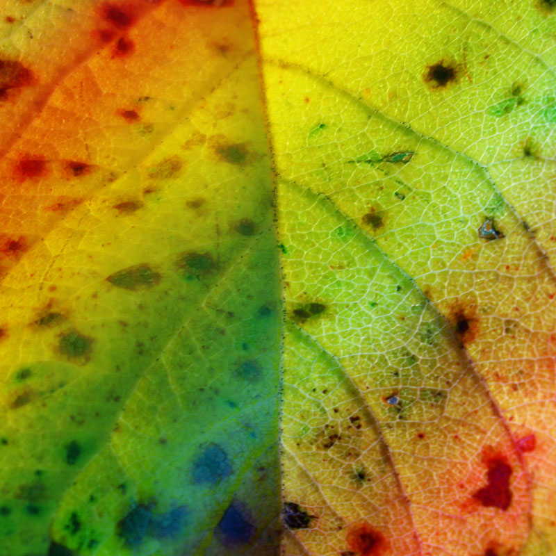 45 Autumn Plants PS Brushes by N/A