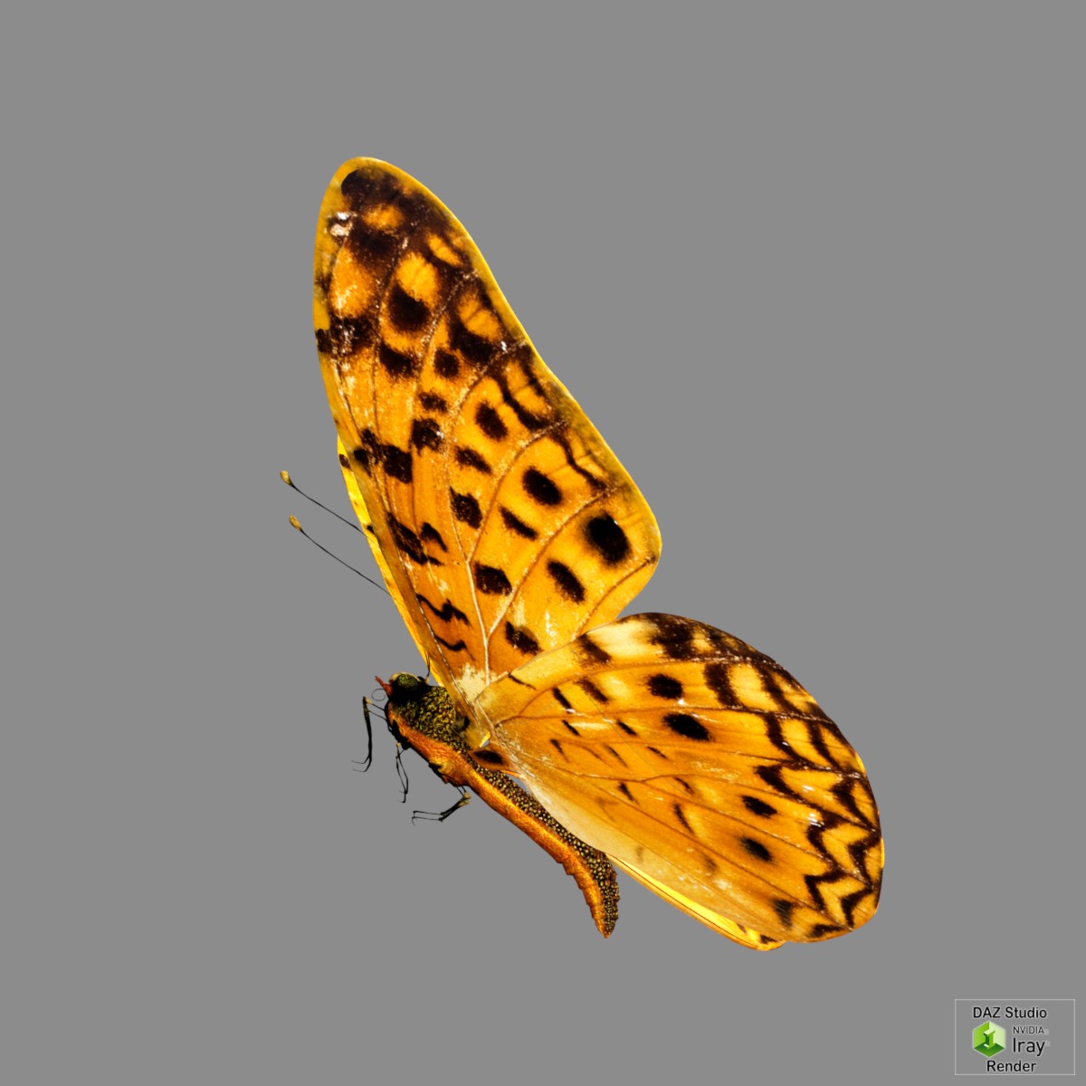 Butterfly by N/A