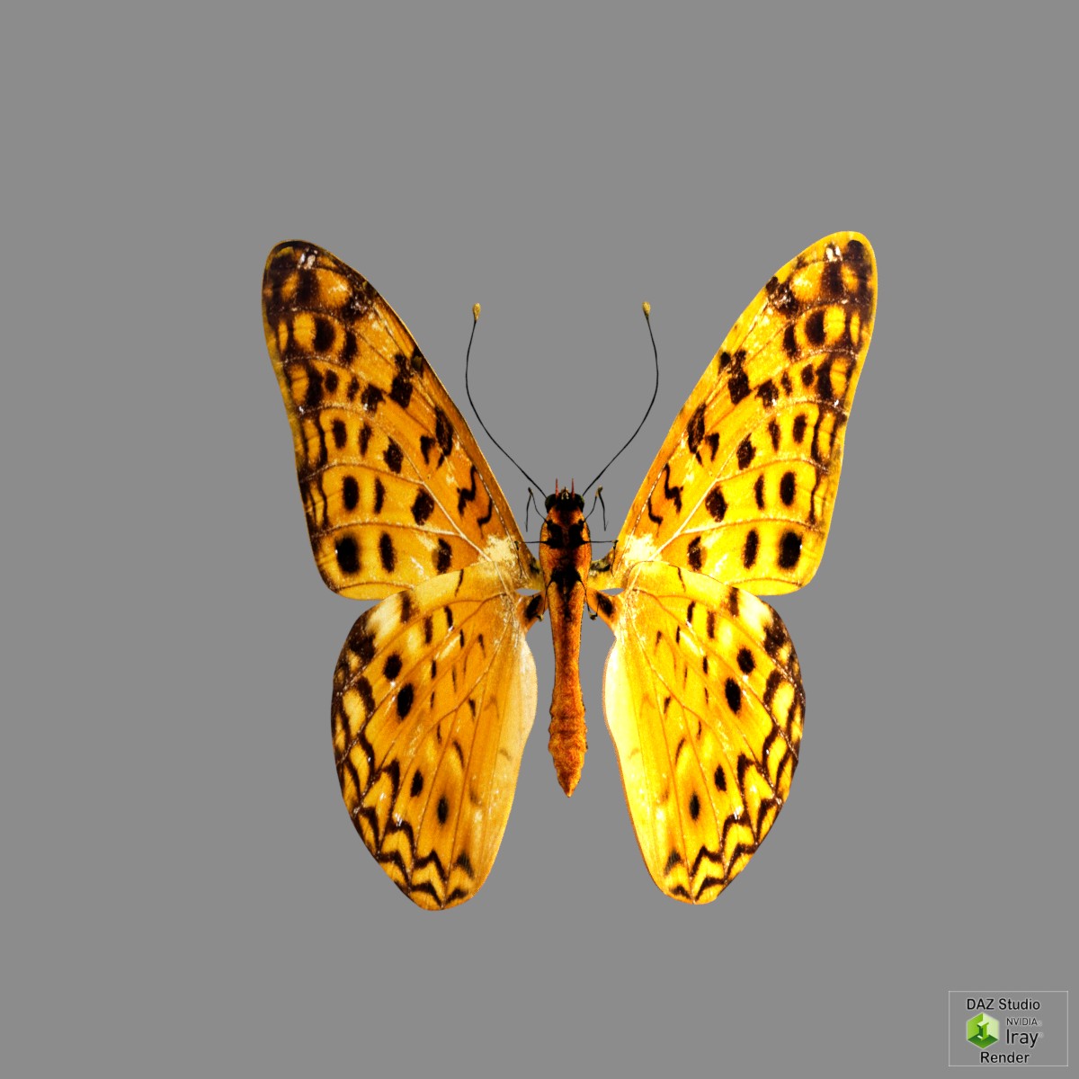 Butterfly by N/A