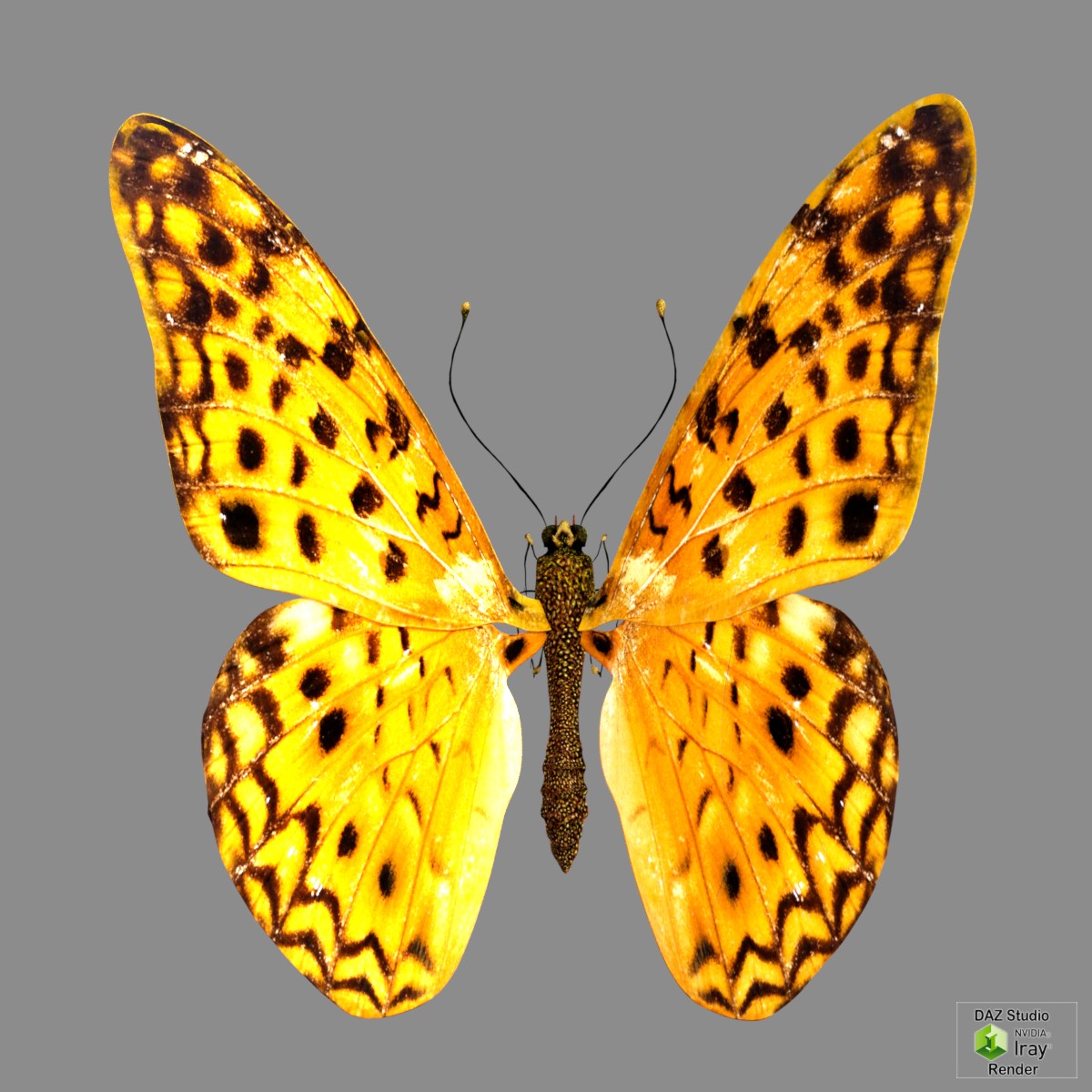 Butterfly by N/A