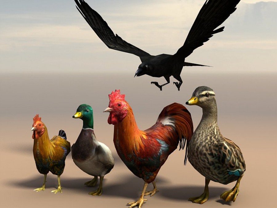 Birds - Extended License by N/A