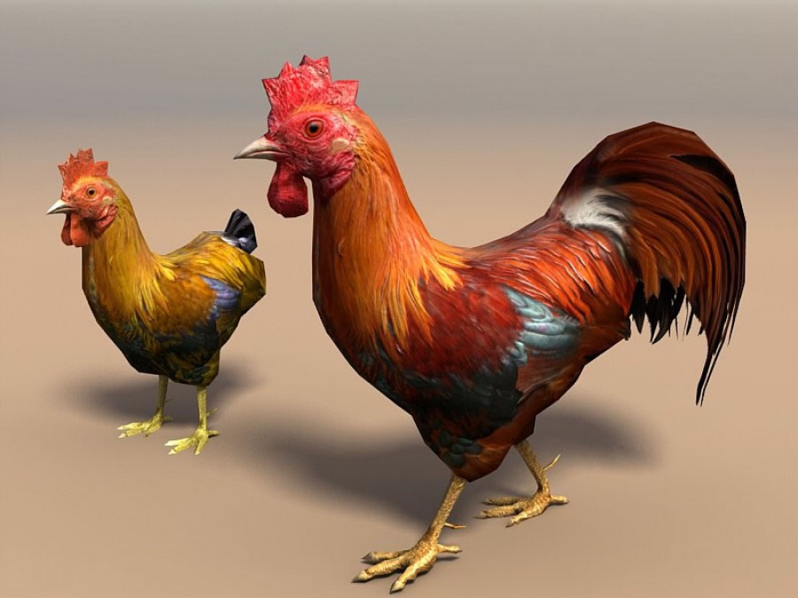 Birds - Extended License by N/A