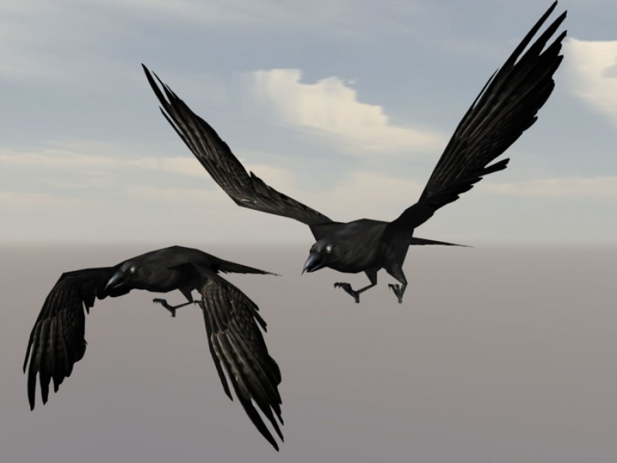 Birds - Extended License by N/A