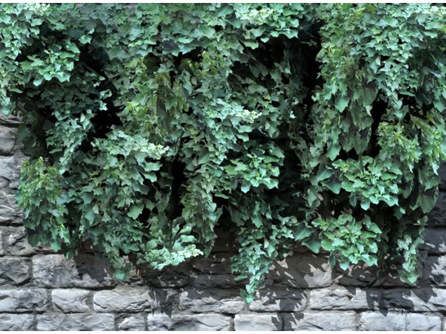 Climbing Plants - Extended License by N/A