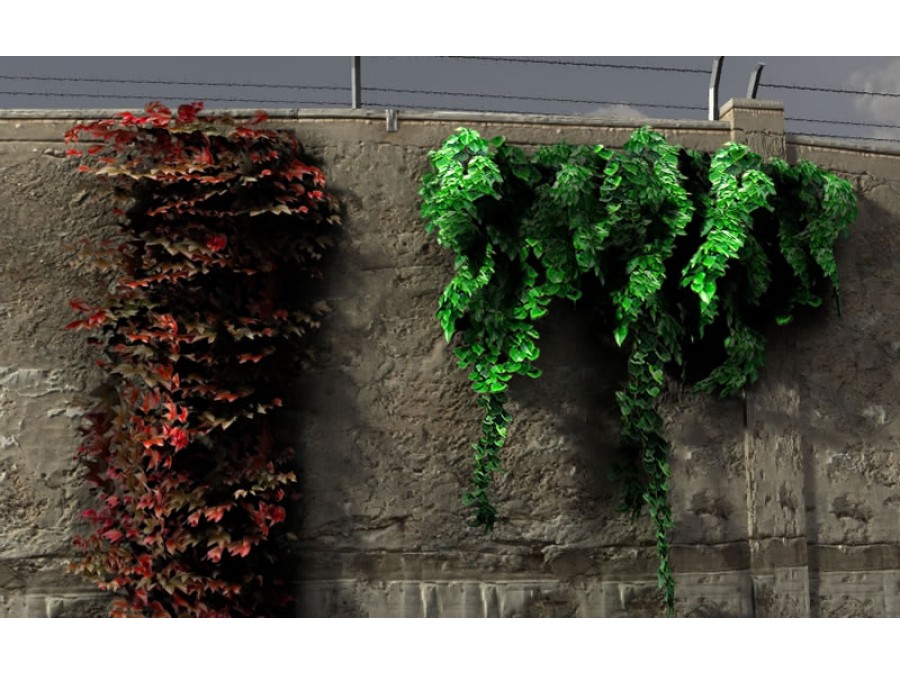 Climbing Plants - Extended License by N/A