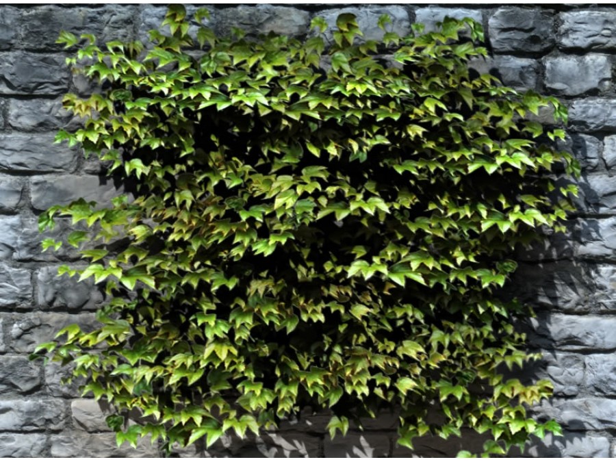 Climbing Plants - Extended License by N/A