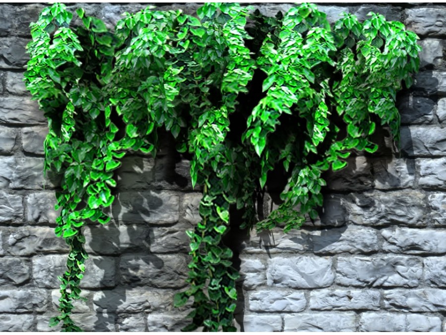Climbing Plants - Extended License by N/A