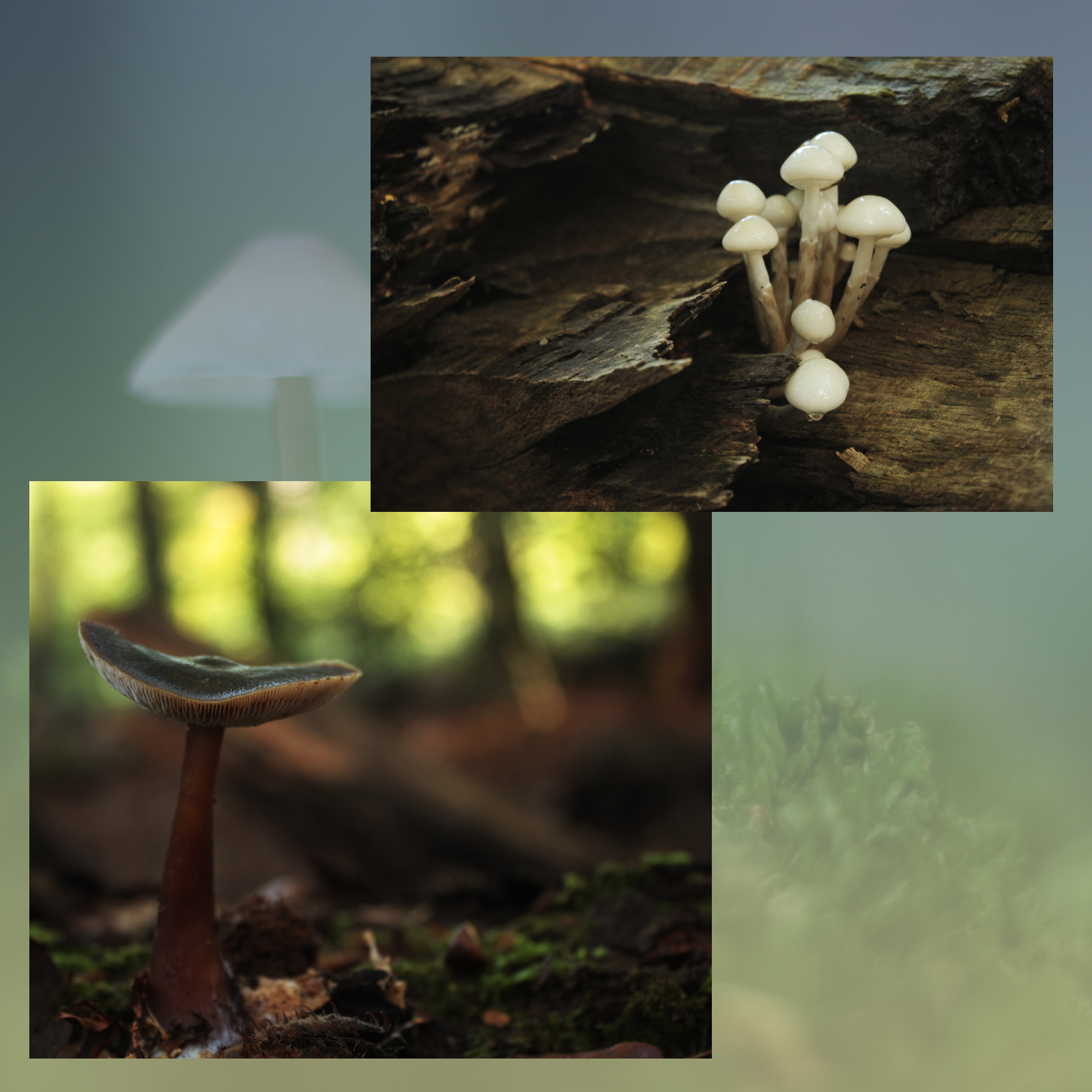 Mushroom Valley Vol.1 by N/A