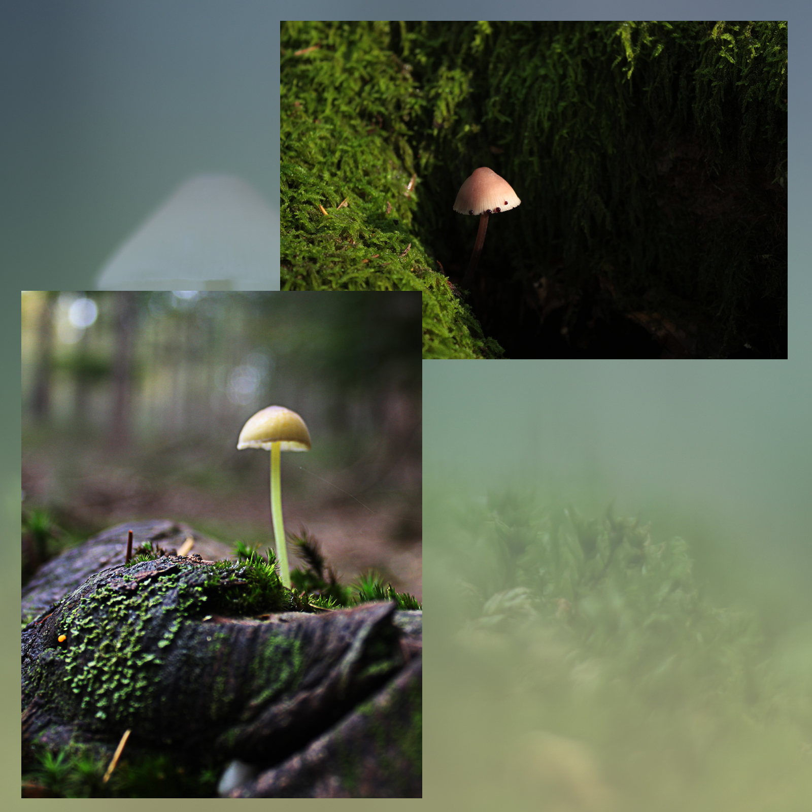 Mushroom Valley Vol.1 by N/A