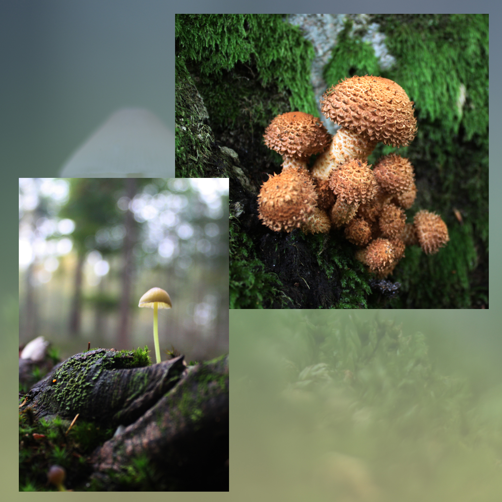 Mushroom Valley Vol.1 by N/A