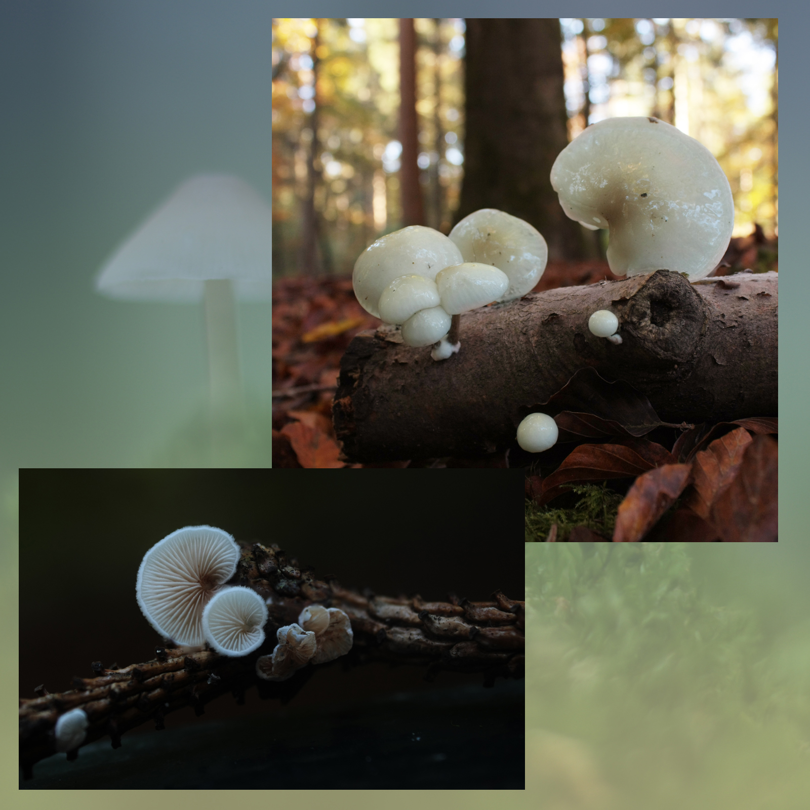 Mushroom Valley Vol.1 by N/A