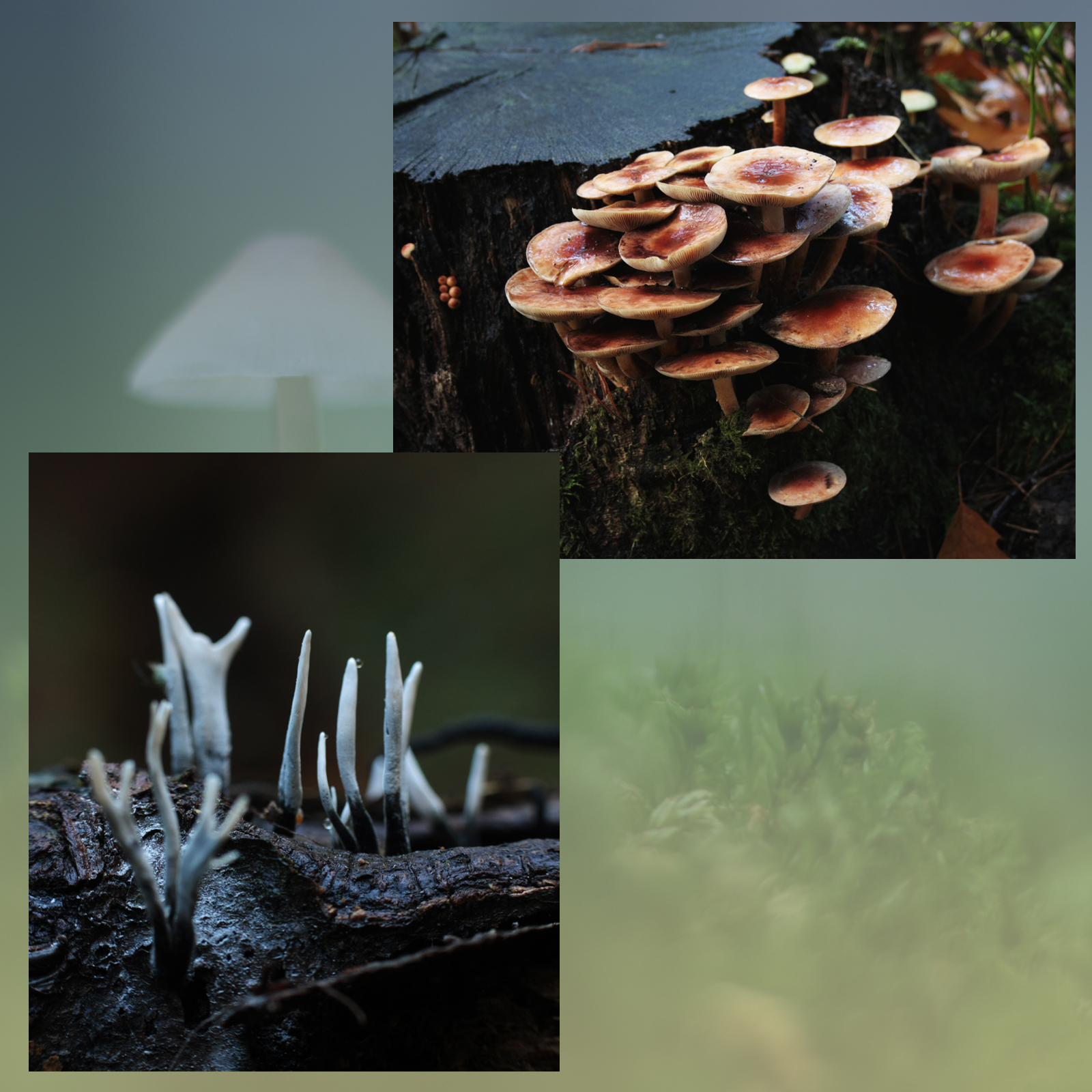 Mushroom Valley Vol.1 by N/A