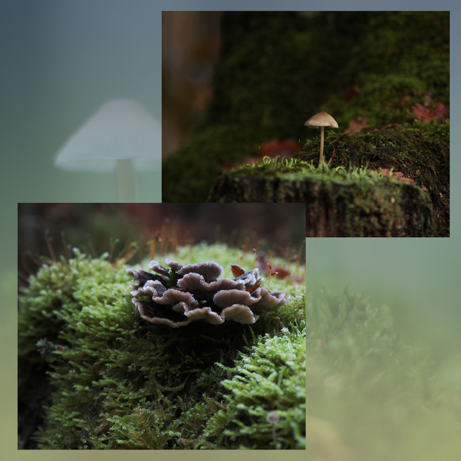 Mushroom Valley Vol.1 by N/A