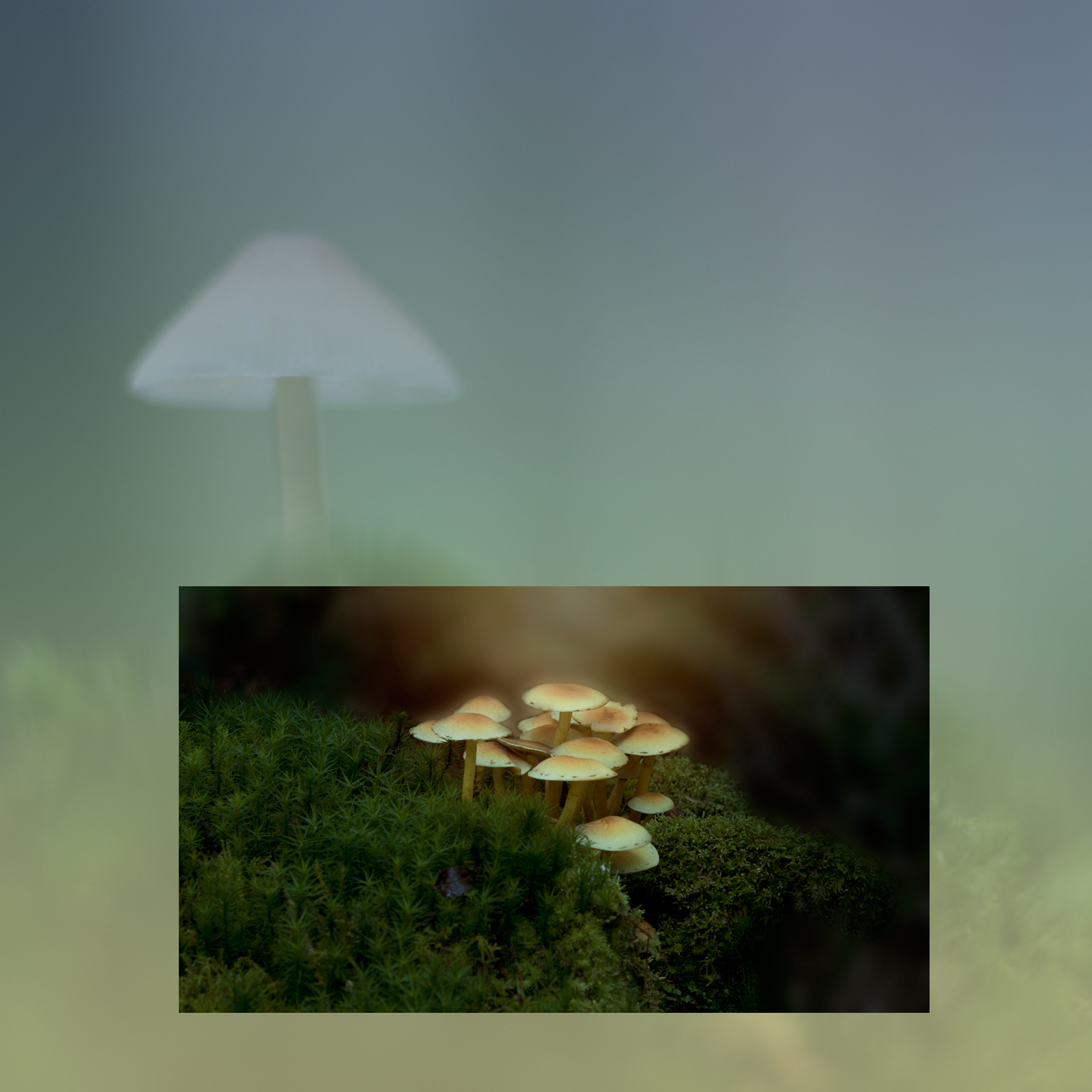 Mushroom Valley Vol.1 by N/A