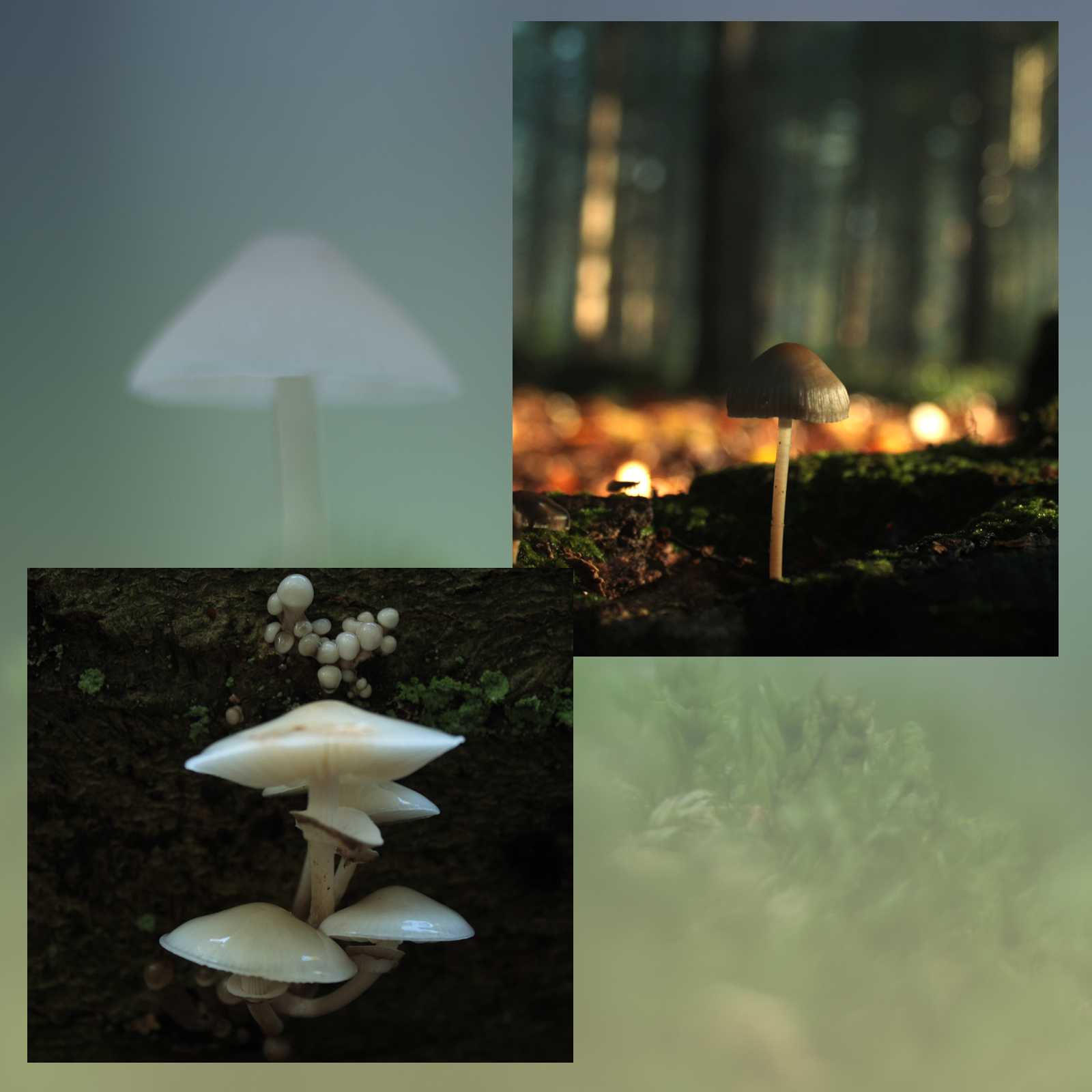 Mushroom Valley Vol.2 by N/A