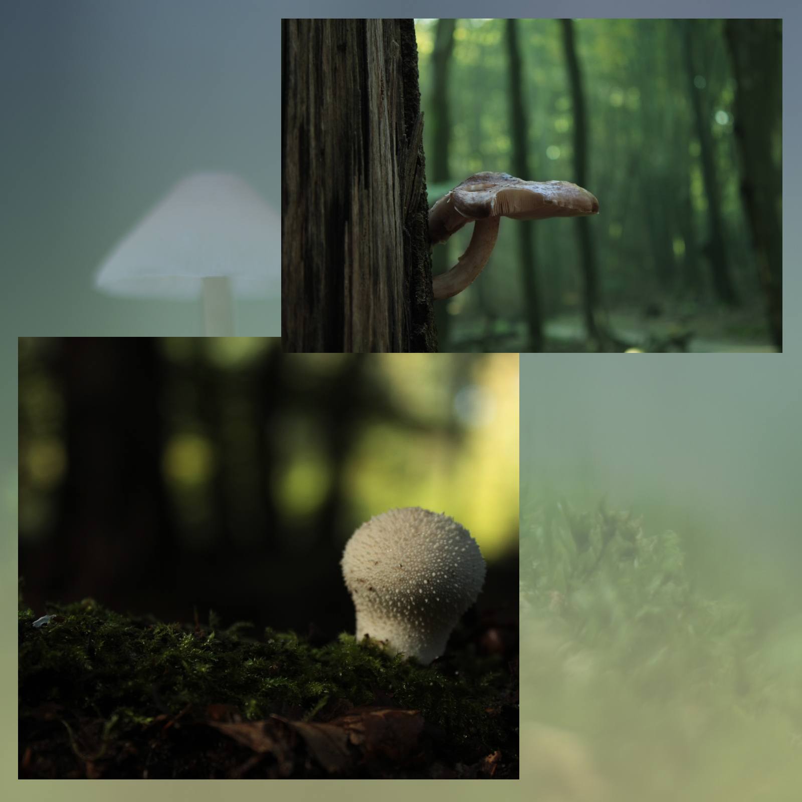 Mushroom Valley Vol.2 by N/A