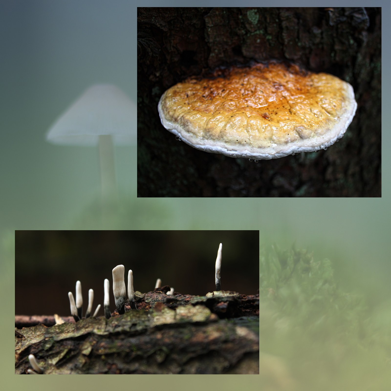 Mushroom Valley Vol.2 by N/A