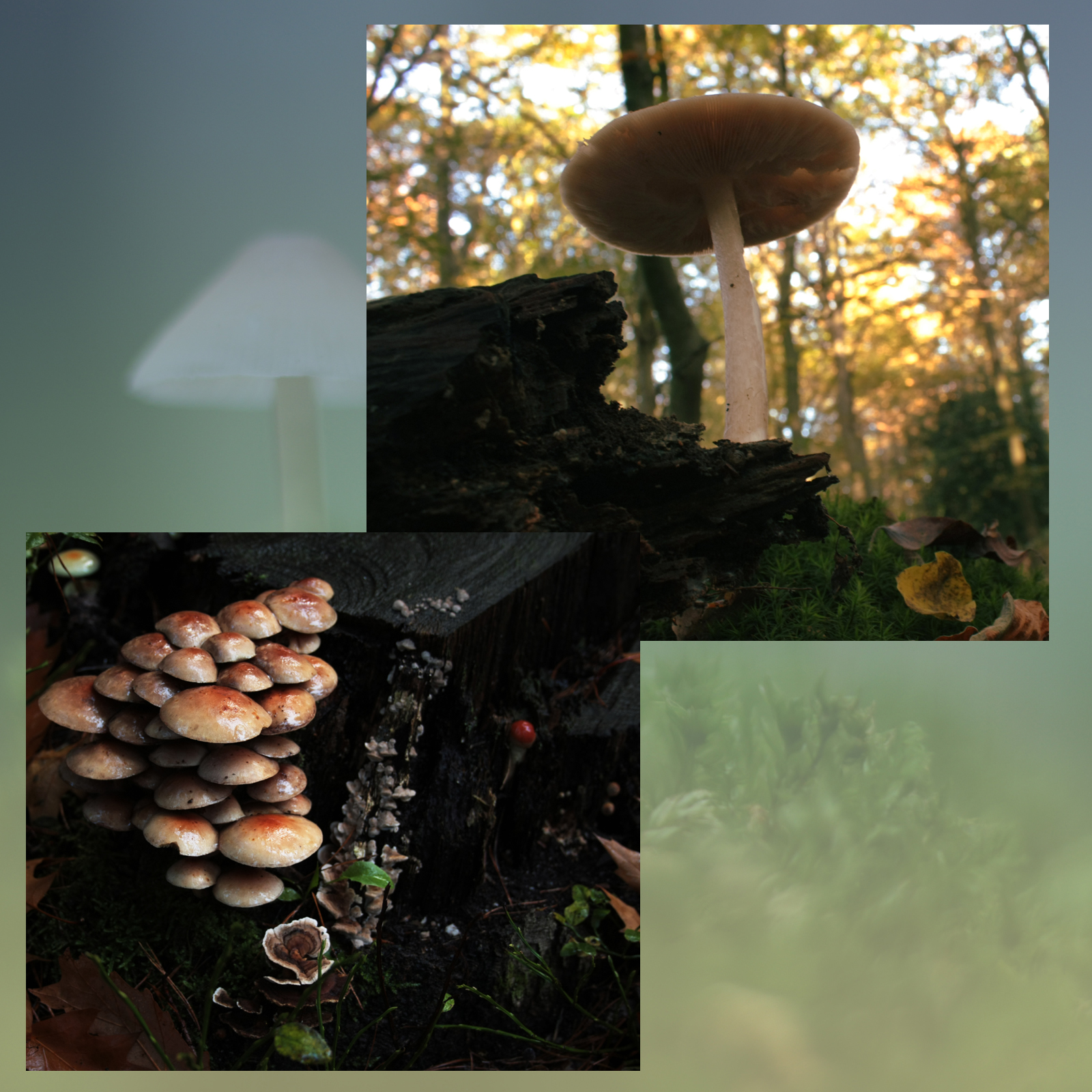 Mushroom Valley Vol.2 by N/A