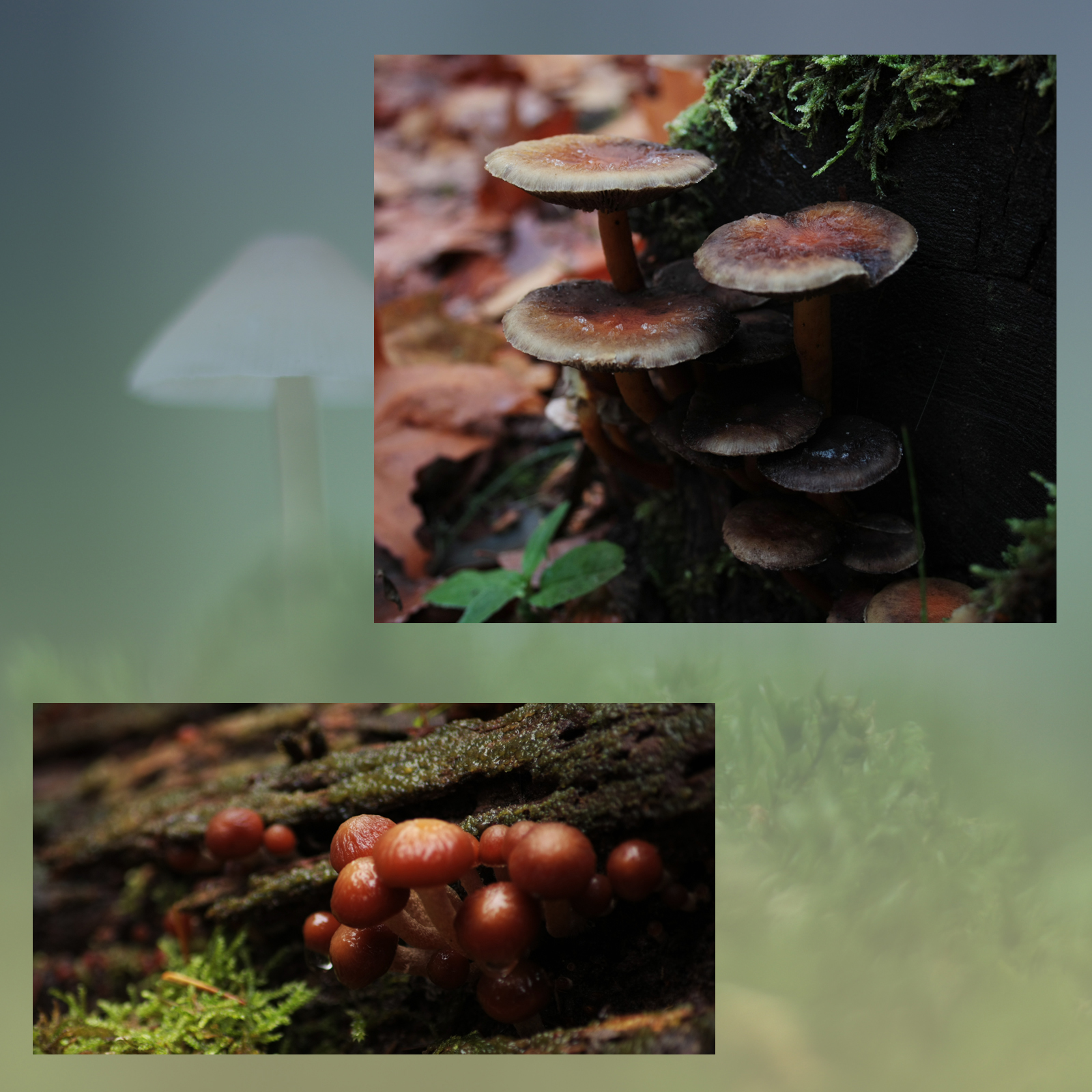Mushroom Valley Vol.2 by N/A