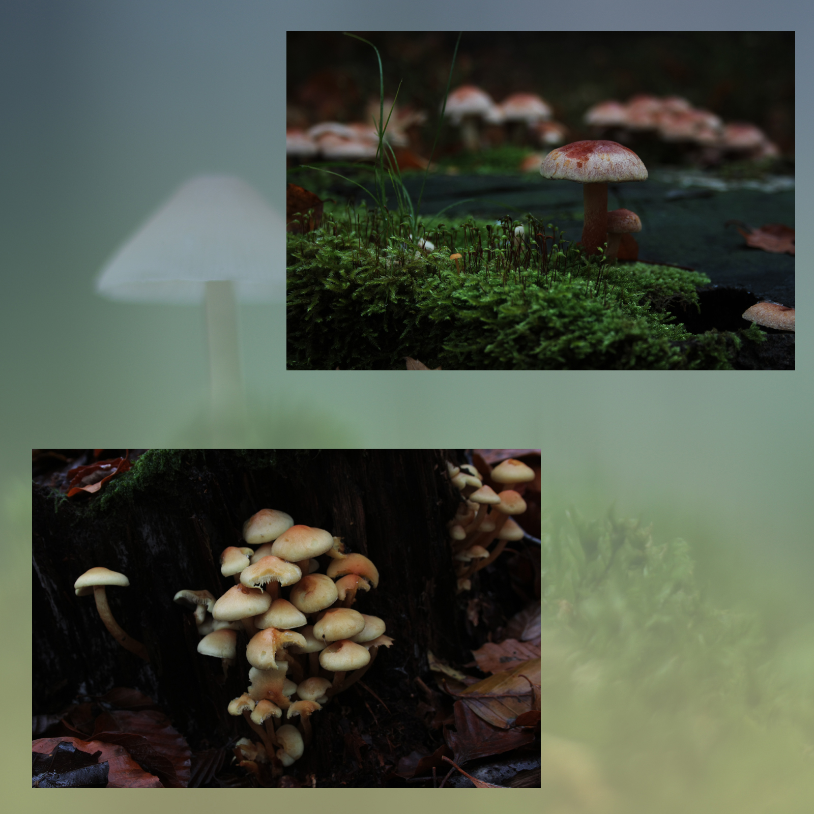 Mushroom Valley Vol.2 by N/A