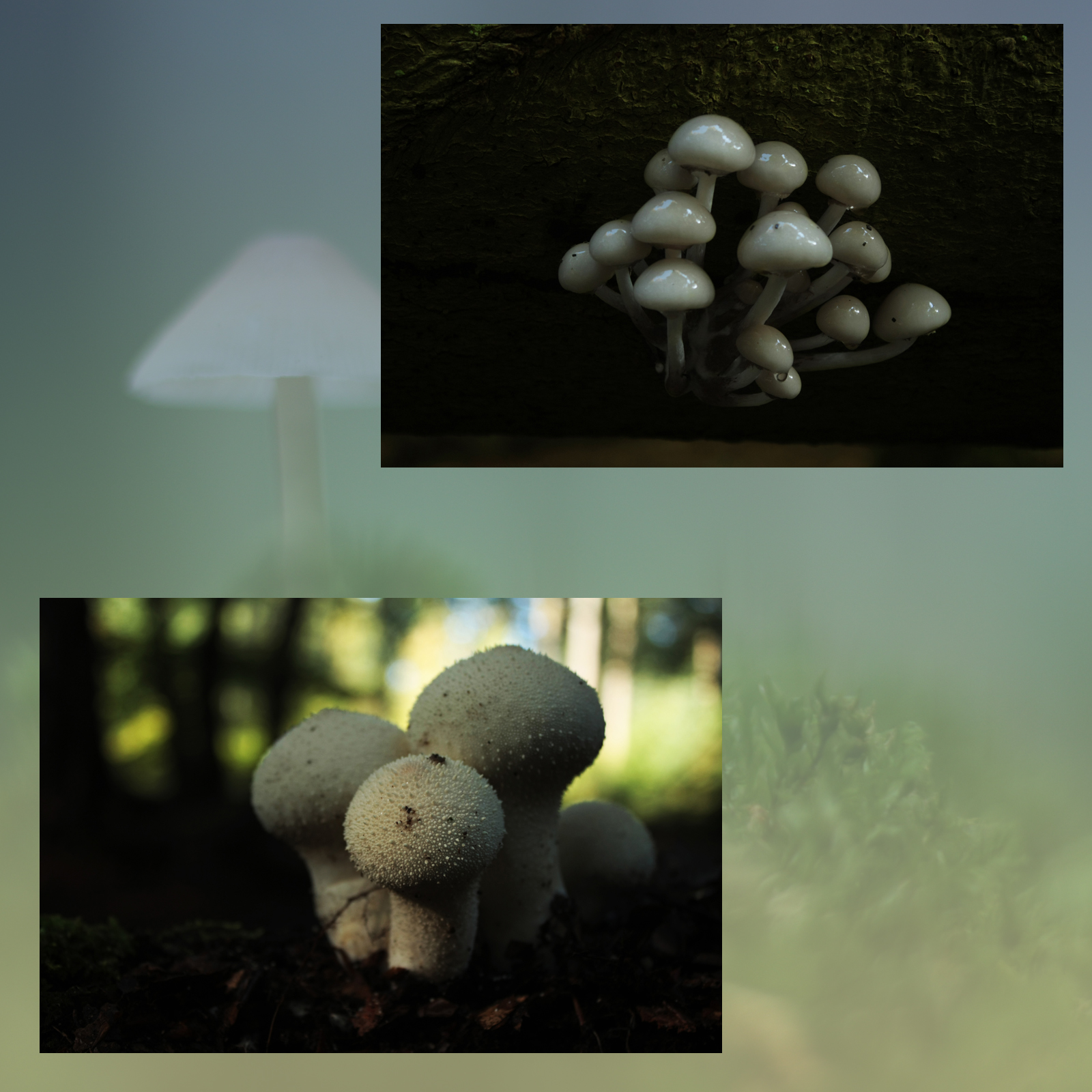 Mushroom Valley Vol.3 by N/A
