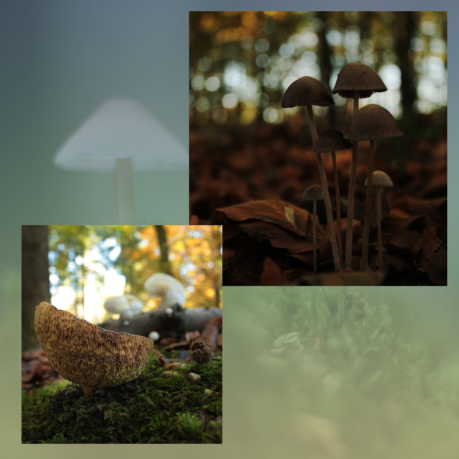 Mushroom Valley Vol.3 by N/A
