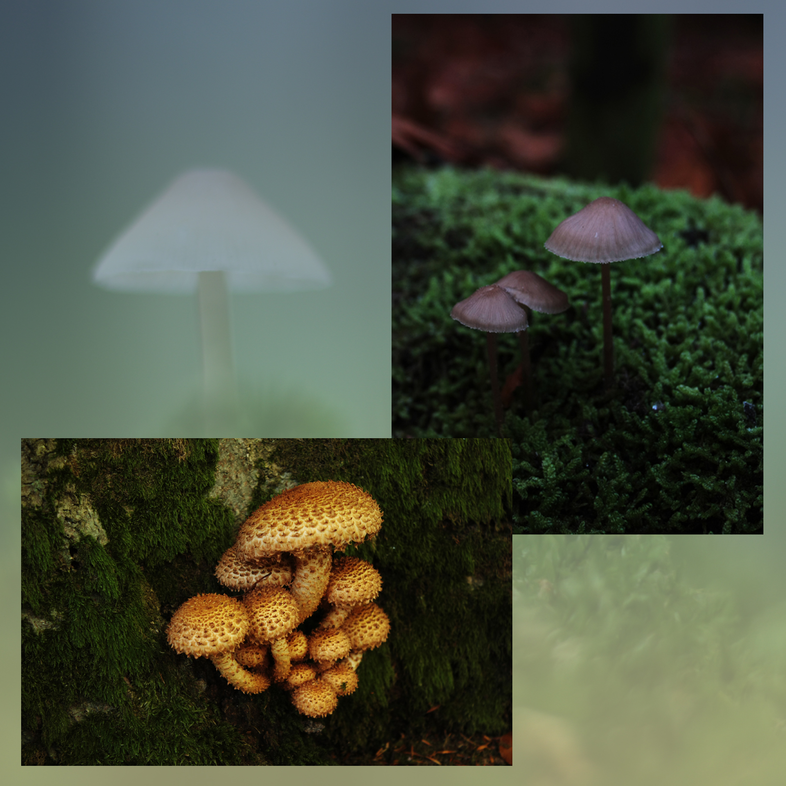 Mushroom Valley Vol.3 by N/A