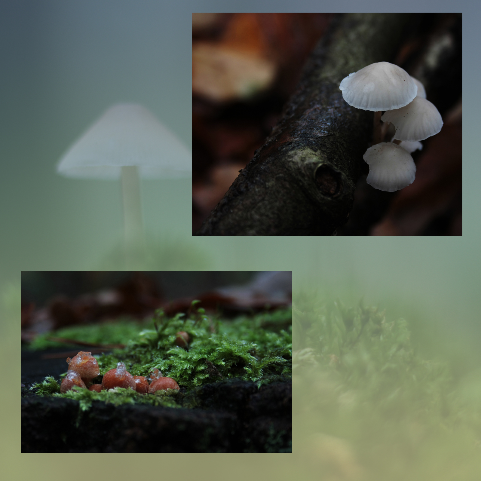 Mushroom Valley Vol.3 by N/A