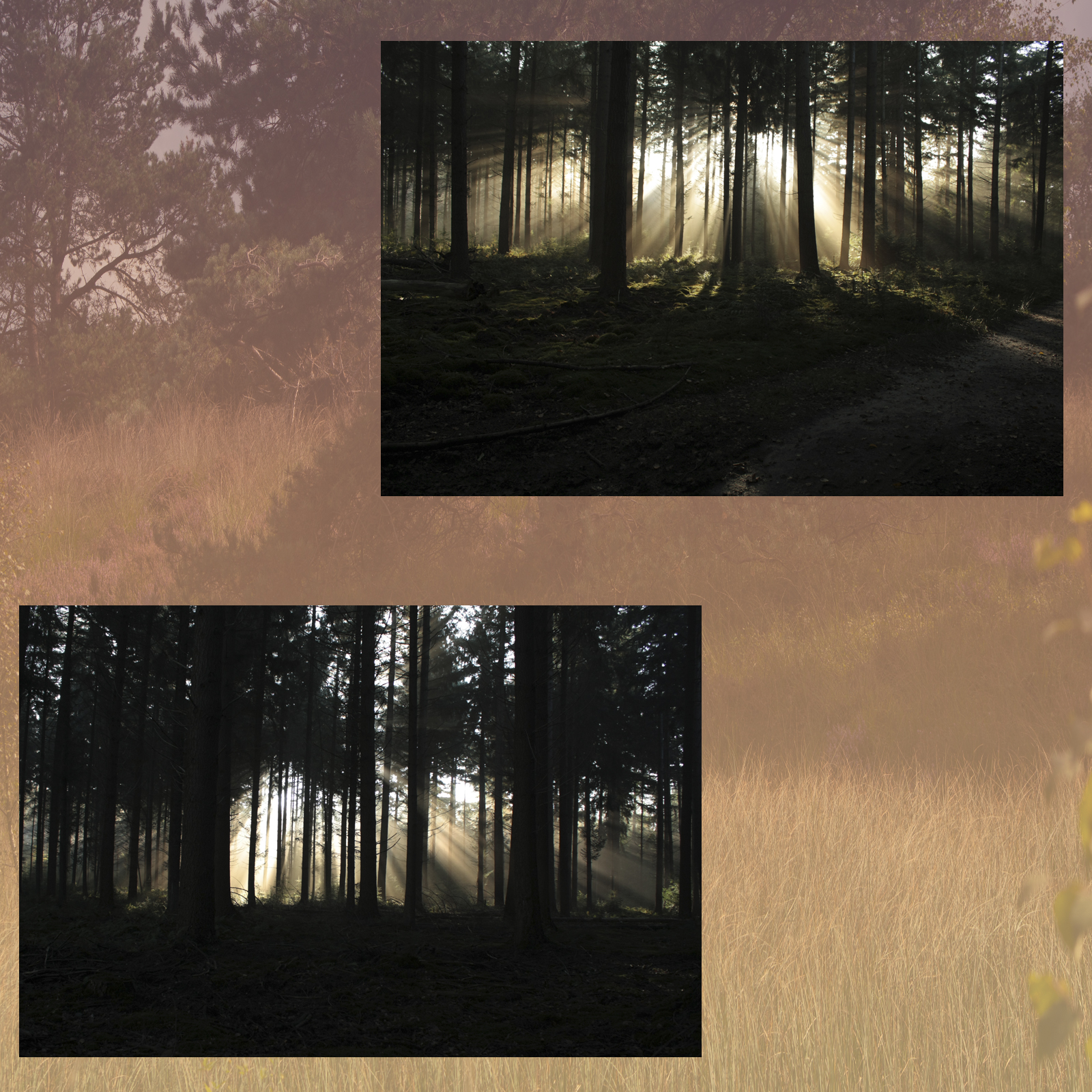 Magical Forest by N/A