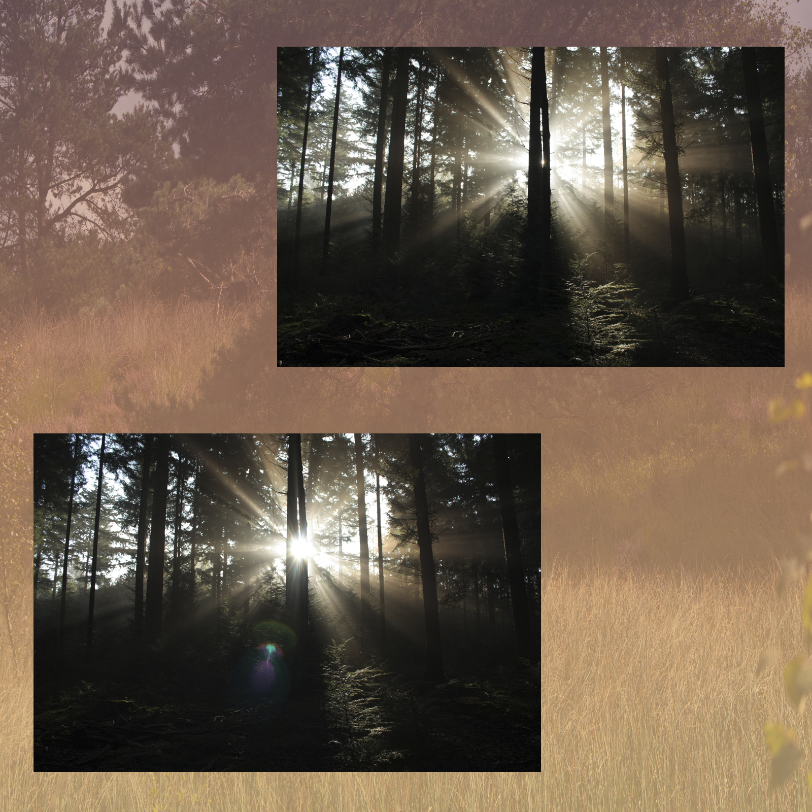 Magical Forest by N/A
