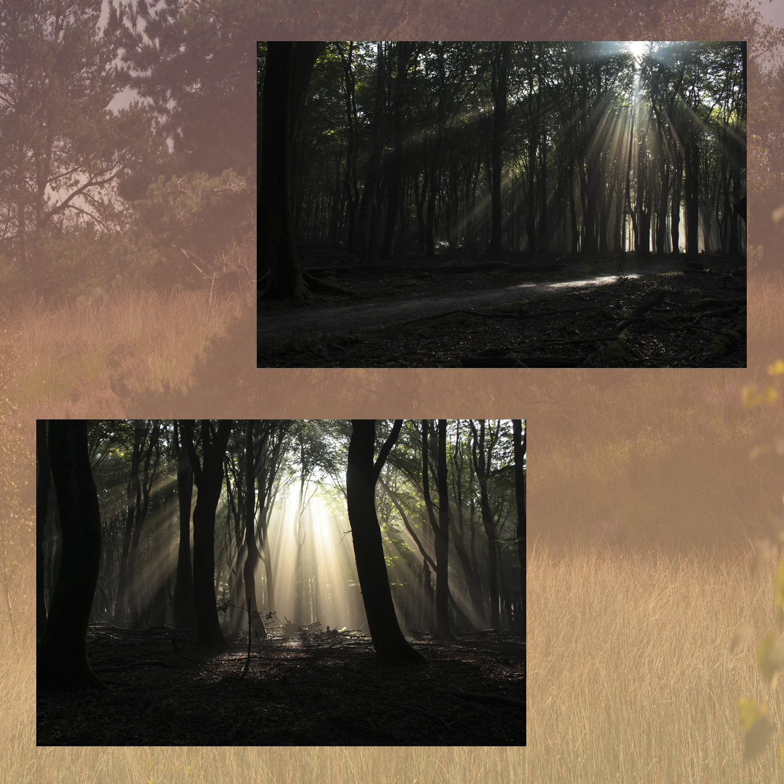 Magical Forest by N/A