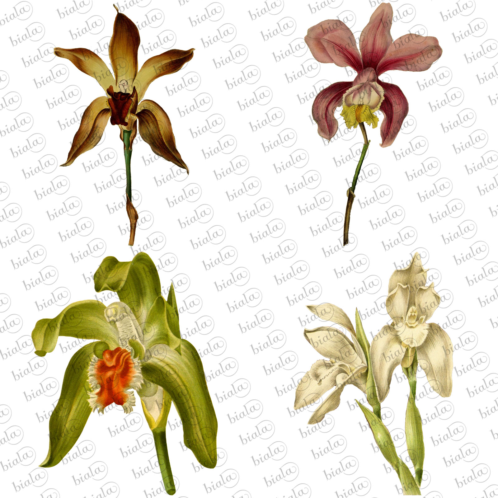 Orchid Pack by N/A