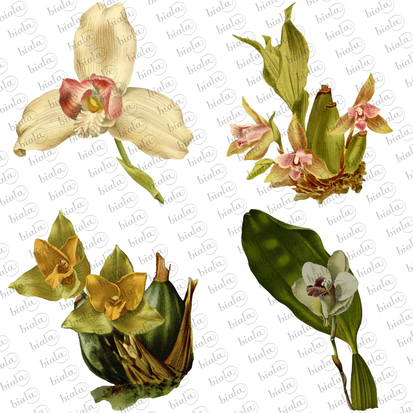 Orchid Pack by N/A