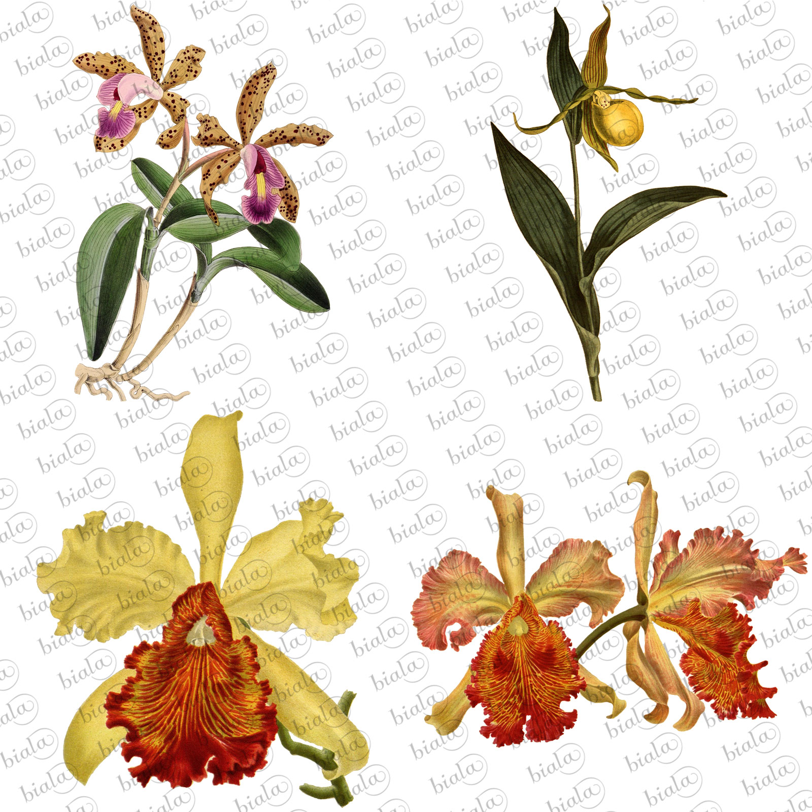 Orchid Pack by N/A